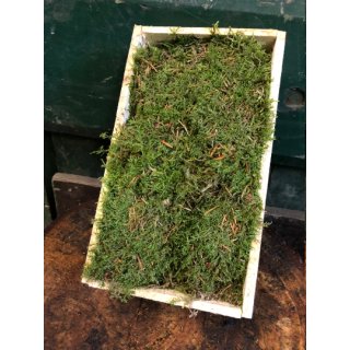 Frisches Moos in schöner Holzdekokiste~ Kiste 25x40 cm~ Herbst und   Winterlich