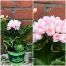 Dänische Pelargonie Royal Emma -Tulpenförmige...