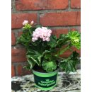 Dänische Pelargonie Royal Emma -Tulpenförmige Blüte - ~ jetzt knospig /blühend ~ zauberhaft und  besonders