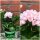 Dänische Pelargonie Royal Emma -Tulpenförmige Blüte - ~ jetzt knospig /blühend ~ zauberhaft und  besonders