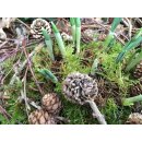 Krokusnest in Weiß~ Winterdeko Natur ~ Moosnest mit...