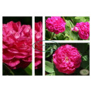 Duftrose ~ Rose de Resht- großer 7 Liter XXL Topf ~...