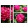 Duftrose ~ Rose de Resht- großer 7 Liter XXL Topf ~ Historische Rose, lange Blütezeit, einzigartiger Duftig- super für Gelee & Co