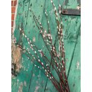 Frische knospige Kätzchenweide Palmkätzchen 1...