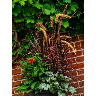 Kaisersommer-Trio Orange im XXL Topf – exklusive Kübelbepflanzung mit Echinacea, Purpurglöckchen & Lampenputzergras