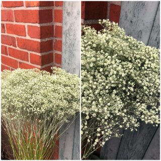 Schleierkraut zartes Mintgrün~ 1 großes BUND ~ Flowers gefärbt/stabilisiert - trocknet hervorragend farbecht ein