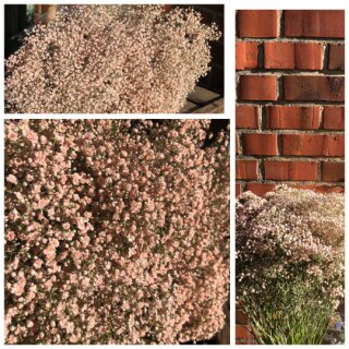 Schleierkraut Apricot/rosé ~ 1 großes BUND ~ Flowers gefärbt/stabilisiert - trocknet hervorragend-farbecht ein