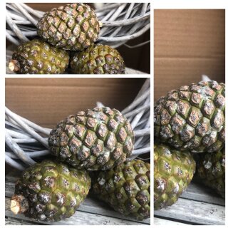 Frische große Pinienzapfen~ winterliche Dekoidee~ Wohnidee