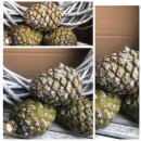 Frische große Pinienzapfen~ winterliche Dekoidee~...