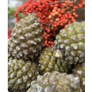 Frische große Pinienzapfen~ winterliche Dekoidee~...