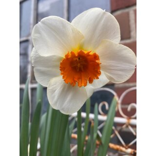 3 Töpfe Narzisse " Barrett Browning" ~sehr edel, frisch und frühlingshaft.. traumhaft~ Frühlingsdeko