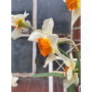 3 Töpfe Narzisse " Barrett Browning" ~sehr...