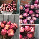 VIP Tulpen 10 Stk. Double Terracotta ~ extravagante...