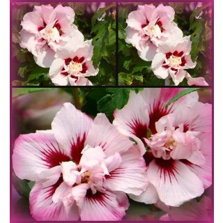 Garteneibisch Hibiscus ‘Lady Stanley’ 40/60cm - im großen 3 Liter XL Topf  - Blütenzauber von Juli bis September