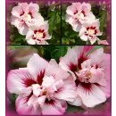 Garteneibisch Hibiscus ‘Lady Stanley’ 40/60cm...