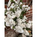 1 Bund weiße Statice „ Starl Wings “ Meerlavendel ~ Limonium ~ Frische Blumendeko ~ Flowers - DIY~ Trockenblumen