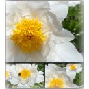 Paeonie/  Paeonia White Wings im großen Topf~ große Blüte - Bienenfreundlich- Pfingstrose