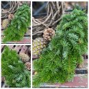 Girlande aus Nordmanntanne per 0,50cm ~ frische...