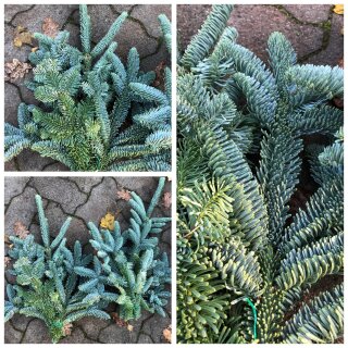 Frische blaue/blaugrüne Nobilistanne im großen Bund 2,5 kg ~ Premium Tannengrün für Kränze, Gestecke & Winterdeko ~haltbar und nicht nadelnd