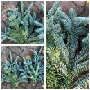 Frische blaue/blaugrüne Nobilistanne im großen...