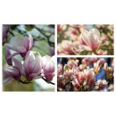 Magnolia soulangeana 60/80 strake Qualität