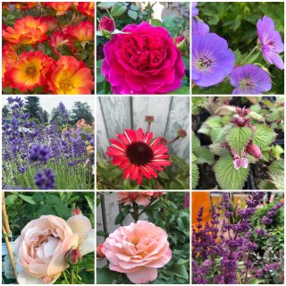 Rosentraum~ Blumenmix ~ Überraschungspaket 5 Pflanzen ~ Garten