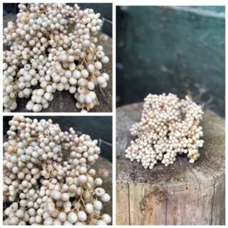 Creme Pfeffer ein dickes Bund ~würzig/duftige Pfefferbeeren eine wunderschöne Naturdeko ~ getrocknet