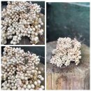 Creme Pfeffer ein dickes Bund ~würzig/duftige...