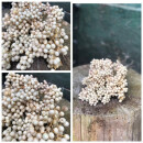 Creme Pfeffer ein dickes Bund ~würzig/duftige Pfefferbeeren eine wunderschöne Naturdeko ~ getrocknet