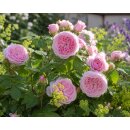 Rosa Olivia Rose Austin -R- STR - David Austin - im...