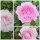 Rosa Olivia Rose Austin -R- STR - David Austin - im großen 10 Liter XXL Topf gewachsen~Englische Rose