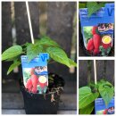 Lubega® Mini Snack Paprika rot-Jungpflanze im...