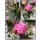 Single Strauß ~ Zauberhafter kleiner Blumengruß mit Equadorrose ~ Flowers