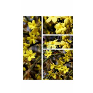 Winterjasmin - Jasminum nudiflorum 60/100 starke imTopf~ gelb blüht der Winter