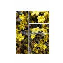 Winterjasmin - Jasminum nudiflorum 60/100 starke imTopf~...