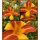Hemerocallis Frans Halls ~ wunderschöner & ausdrucksstarker Blütenzauber ~ Blüten Essbar und lecker