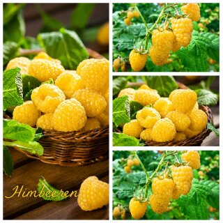 Gelbe Herbst Himbeere Golden Everest – goldgelbe süße Früchte & lange Herbsternte ~ 3 Liter XL Topf
