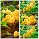 Gelbe Herbst Himbeere Golden Everest – goldgelbe...
