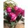 10 er Bund Rose Deep Purple im Bund ~ Frische Blumendeko ~ Flowers