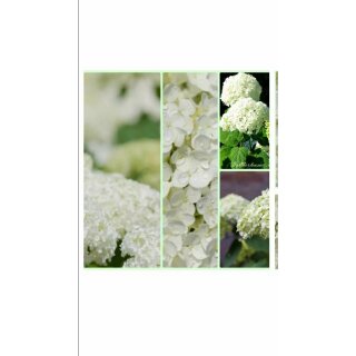 Schneeballhortensie im  XXL Topf~ Hortensie Annabelle ca 60/80cm  ~ Traumtänzer mit lebendigem Charme