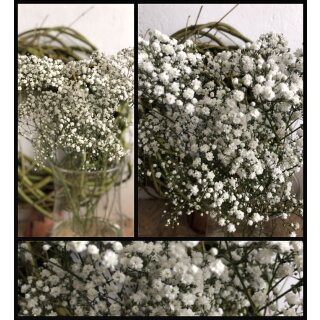 Schleierkraut frisch - -gefüllt -weiß ~ 1 BUND ~ frische Blumendeko