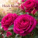 Rose Heidi Klum® im großen 4 Liter Topf –...