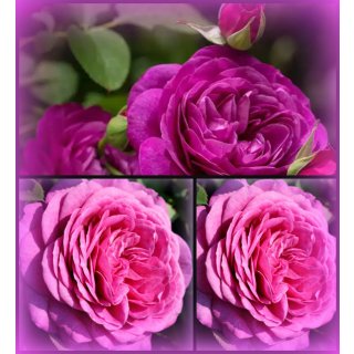 Rose Heidi Klum -R- ~ wunderschöne Farbe & intensiver fruchtiger Duft
