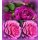 Rose Heidi Klum -R- ~ wunderschöne Farbe & intensiver fruchtiger Duft