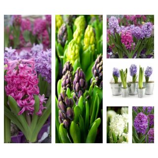 Hyazinthe rosa  im Topf -vorgetrieben knospig/blühend -  Blütenduft in zarten Tönen