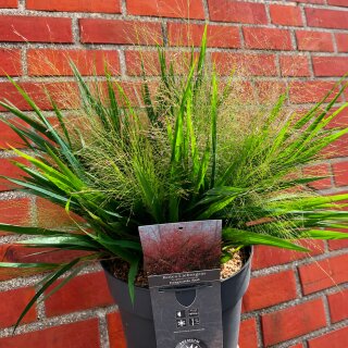 Rotes Liebesgras Eragrostis Red  im großen XL 5 Liter Topf ~ filigranes Ziergras mit rosaroten Blütenwolken ~ sonnig & pflegeleicht