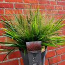 Rotes Liebesgras Eragrostis Red  im großen XL 5 Liter Topf ~ filigranes Ziergras mit rosaroten Blütenwolken ~ sonnig & pflegeleicht