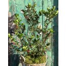 Ilex meserveae ~ Blue Holly mit roten Beeren ~...
