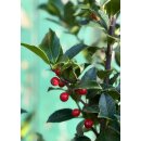 Ilex meserveae ~ Blue Holly mit roten Beeren ~...