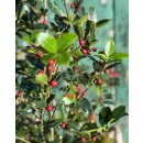 Ilex meserveae ~ Blue Holly mit roten Beeren ~ immergrüne Winterpflanze voller Charme ~ zauberhafte Stechpalme für Garten & Deko ~ CottageGarden24
